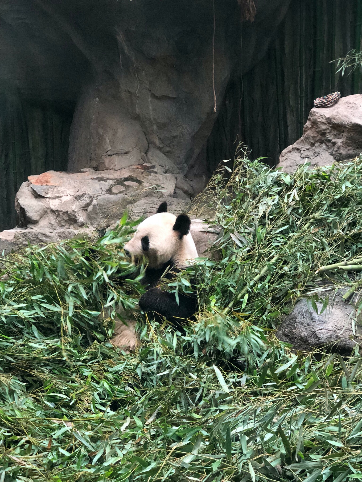北京動物園の画像